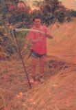 Kaszás aratás valamikor az 1980-as évek környékén. Kaszát fen: Kovács Ferenc